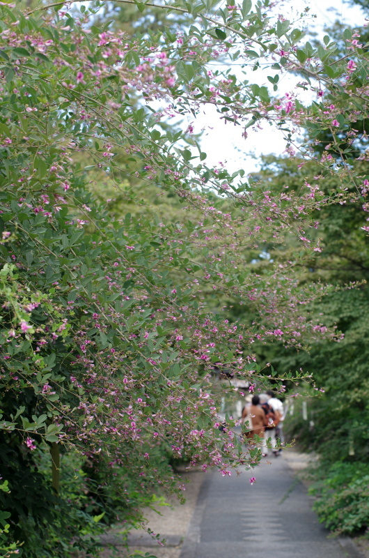 梨木神社 萩_c0382798_07541030.jpg