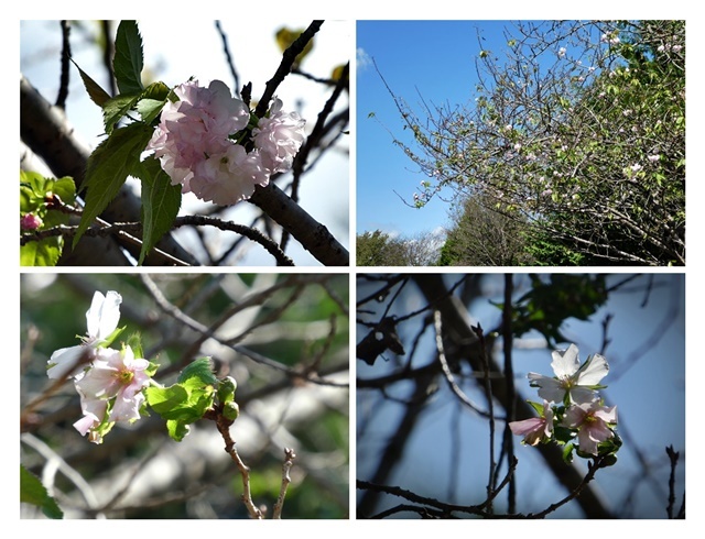 青い空と桜(9/28の2)_e0379198_14162691.jpg