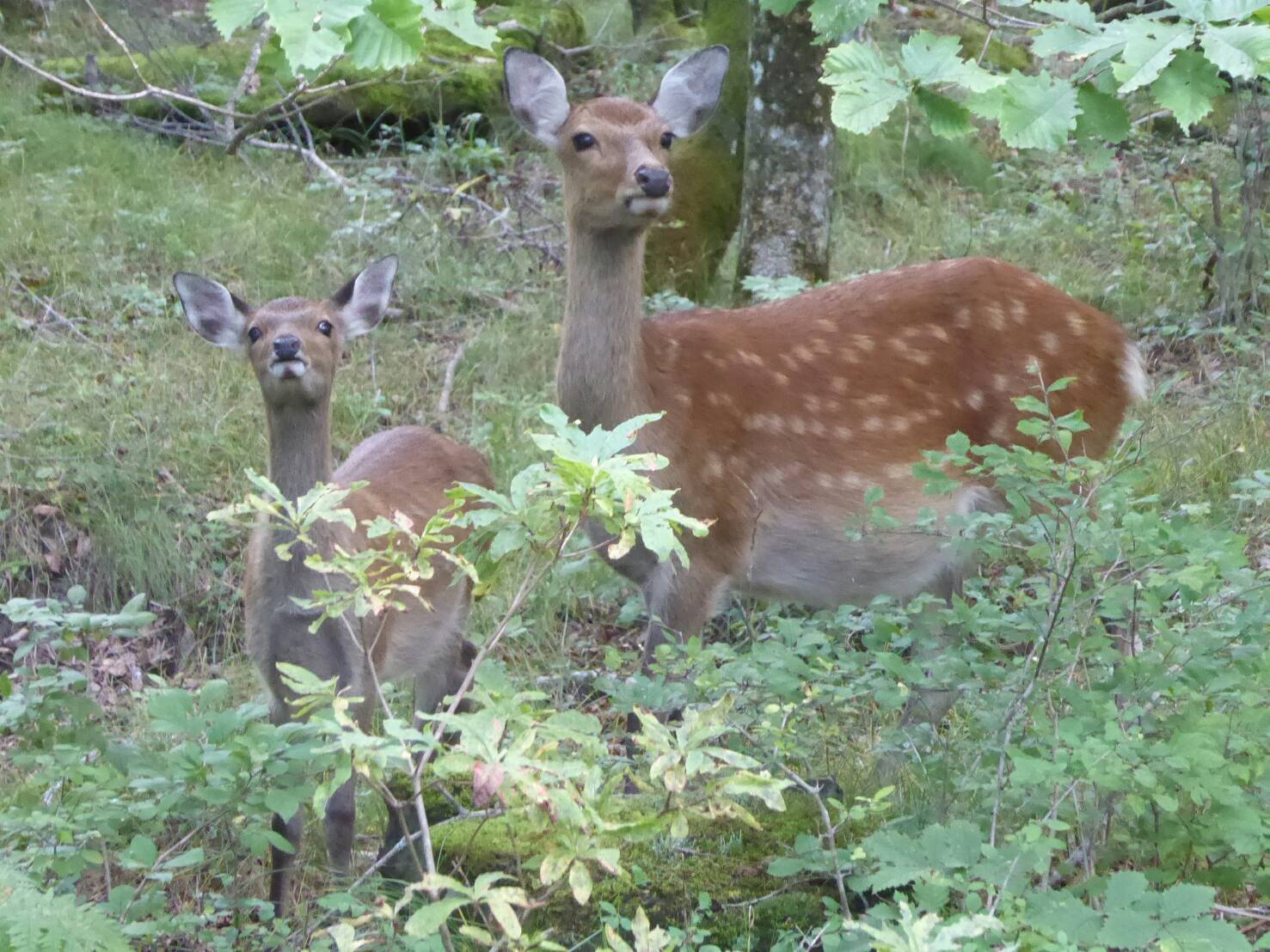 八ヶ岳2020（３）緑、生き物、_c0221299_15400686.jpg