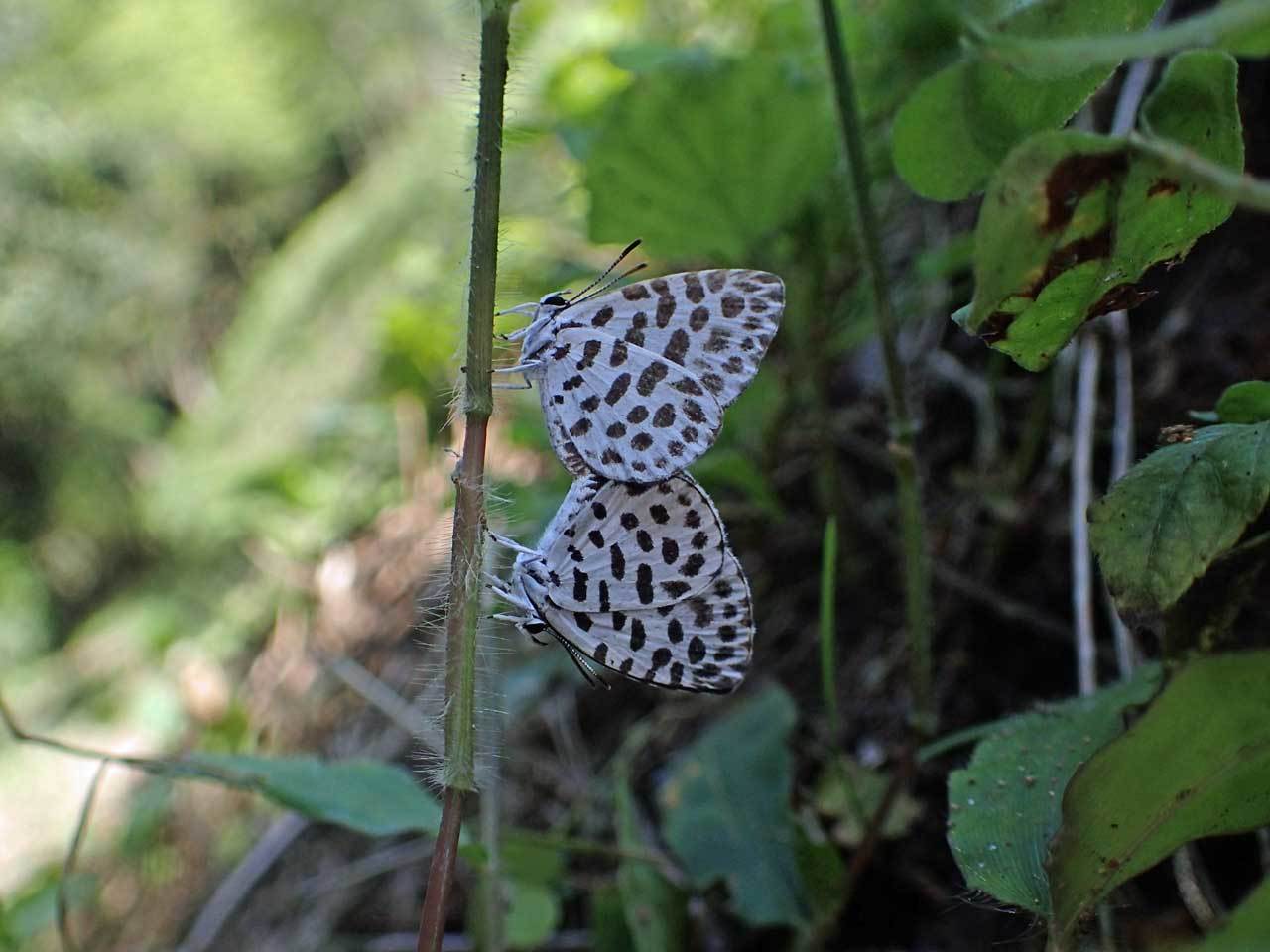 ゴイシジミの交尾 秩父の蝶