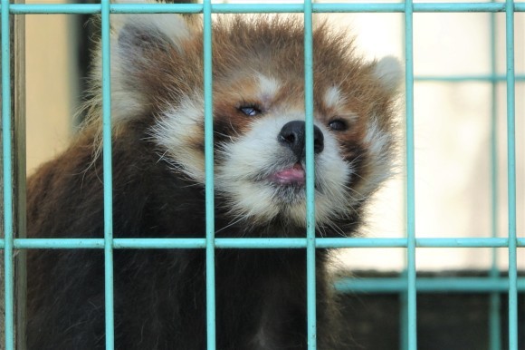 秋田市大森山動物園と男鹿水族館GAOの旅行記を姉妹ブログ「レッサーパンダ紀行」にアップしました_e0400609_07104991.jpg