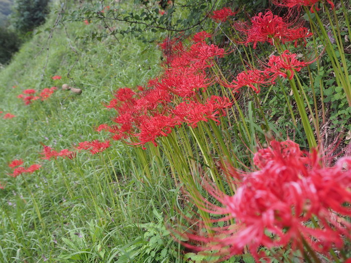 彼岸花とツルボ_c0116915_00062944.jpg