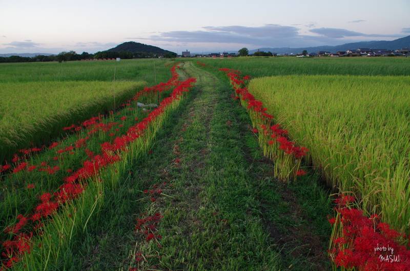  橿原市　藤原宮跡　夕暮散歩　コスモスは咲いてないけど　10/10_b0396833_21063883.jpg