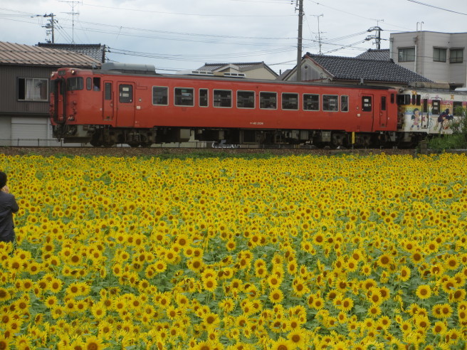 ひまわり畑とローカル列車_f0364035_20524233.jpg
