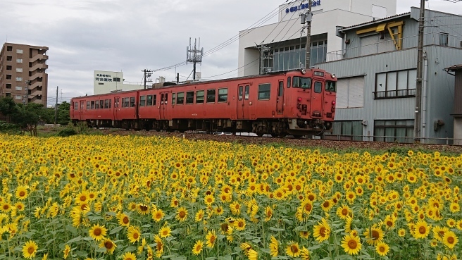 ひまわり畑とローカル列車_f0364035_21205710.jpg