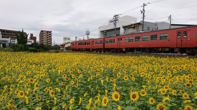 ひまわり畑とローカル列車_f0364035_22192127.jpg