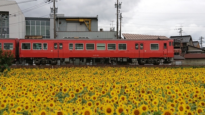 ひまわり畑とローカル列車_f0364035_22332824.jpg