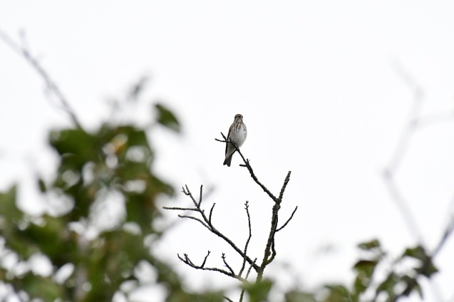 お山の野鳥たち_d0389159_18531760.jpg