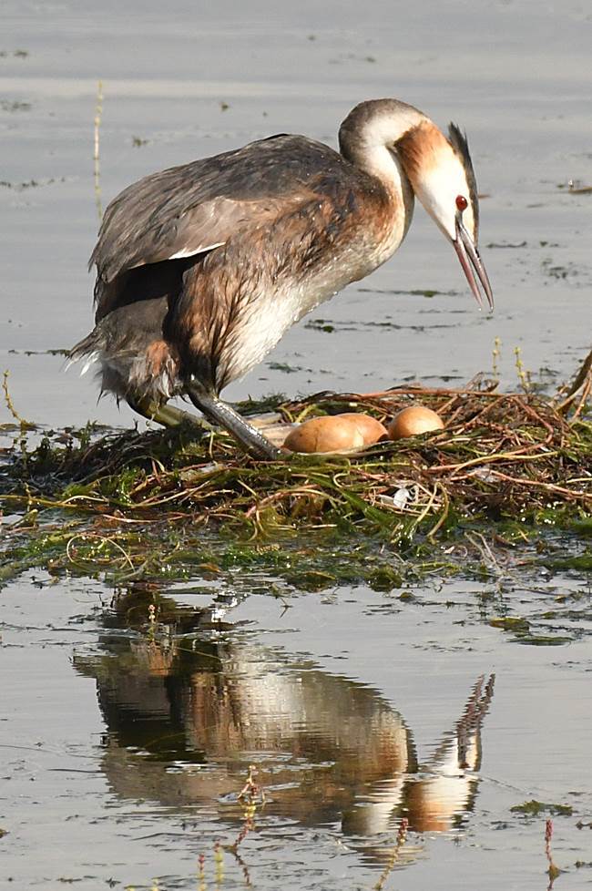 カンムリカイツブリ・・巣の補強 : 鳥蝶蜻蛉【野鳥＋蝶＋トンボ