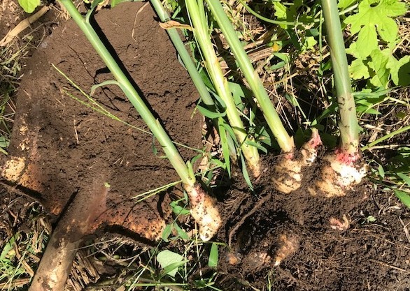 生姜試し掘り ニンニク発芽確認9 28 29 北鎌倉湧水ネットワーク