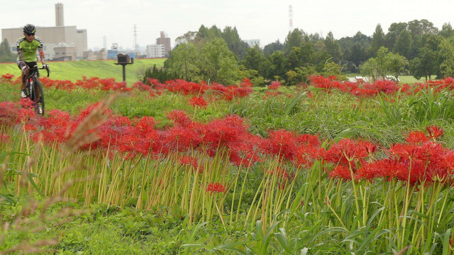 4Kポタリング　曼珠沙華の土手を行く！_a0185081_15362933.jpg