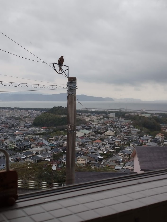 思いがけないところから覗かれてる_f0197985_20511374.jpg
