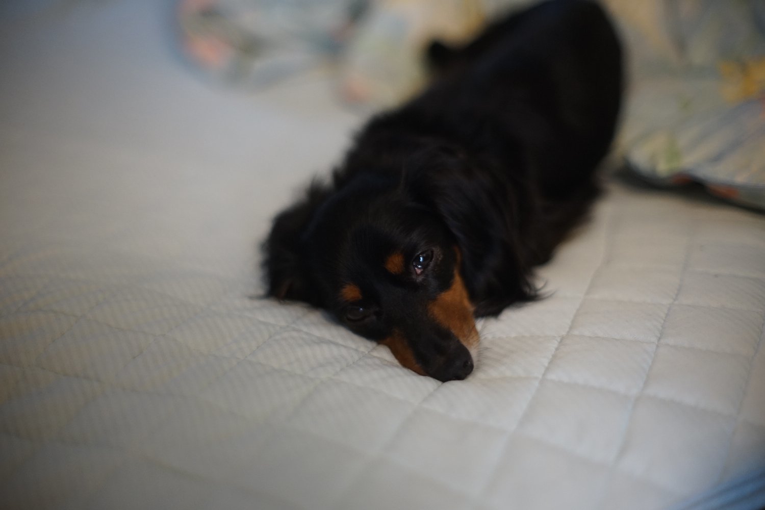 旧ニッコール 55mm F1.2 で 暗い写真を_b0069128_11031570.jpg