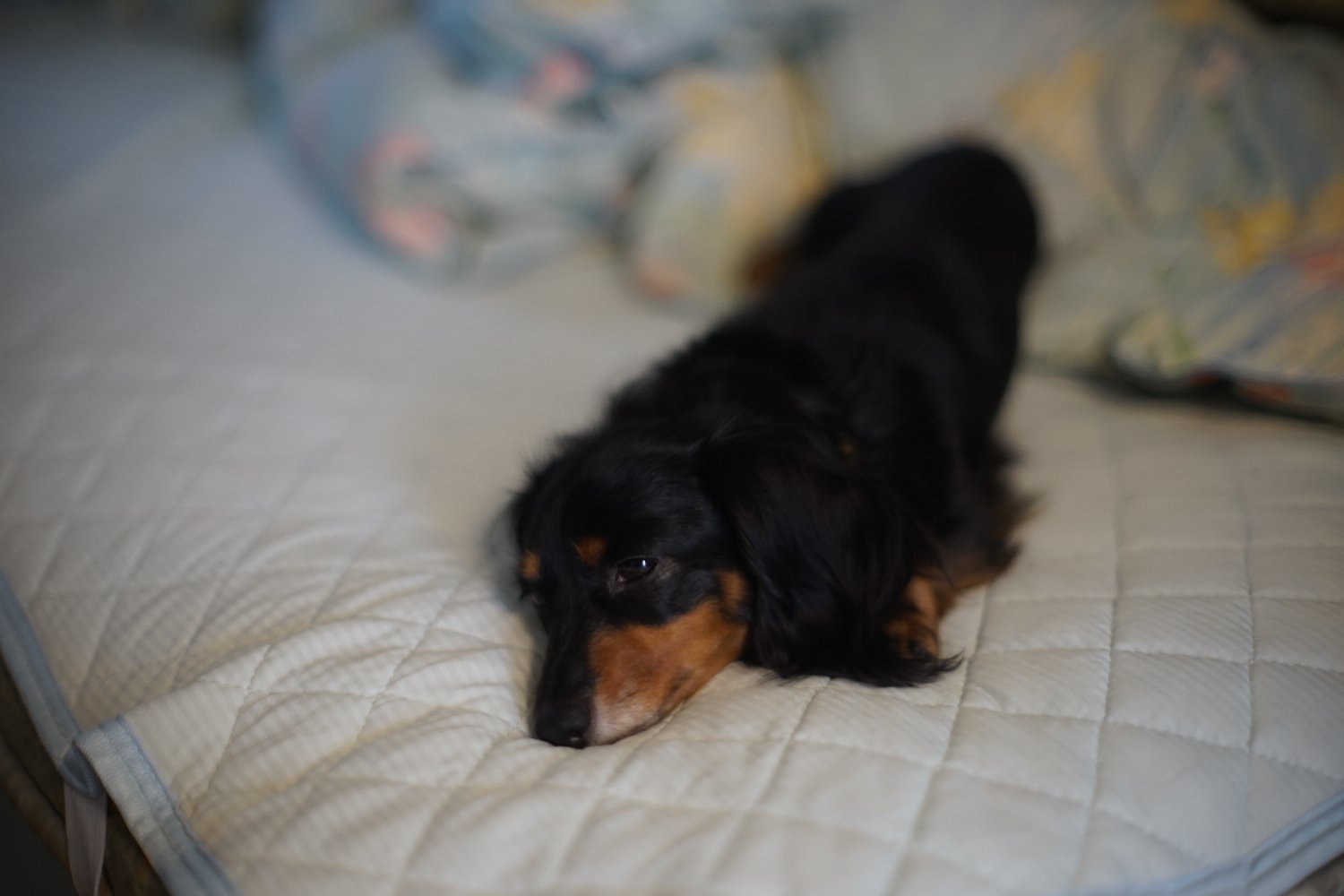 旧ニッコール 55mm F1.2 で 暗い写真を_b0069128_11031851.jpg