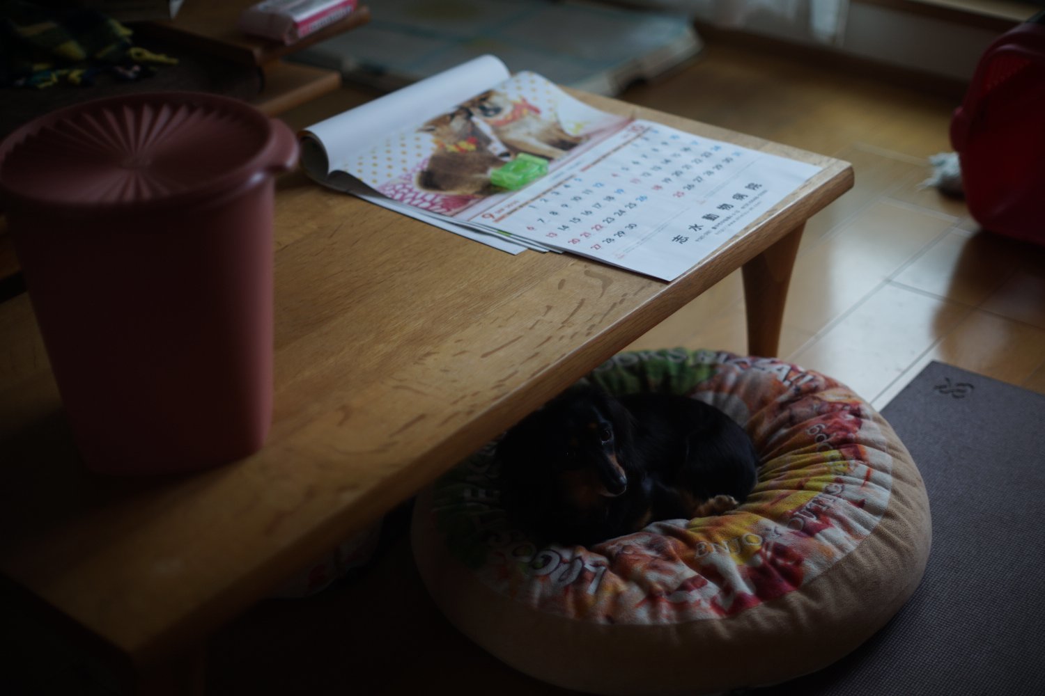 旧ニッコール 55mm F1.2 で 暗い写真を_b0069128_11033406.jpg
