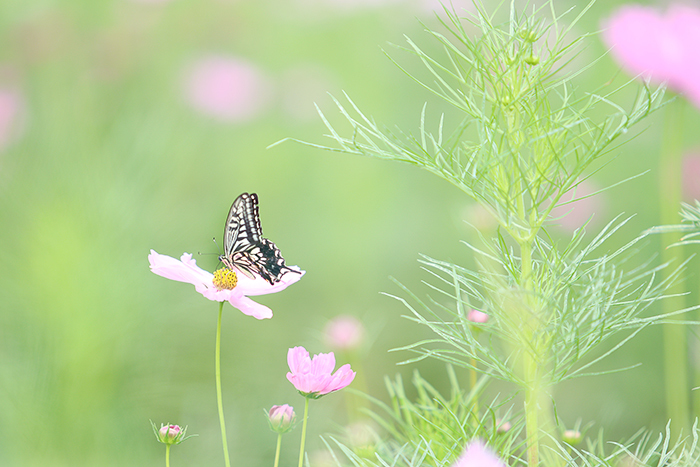 Happy*フォトレッスン_b0049843_15293362.jpg
