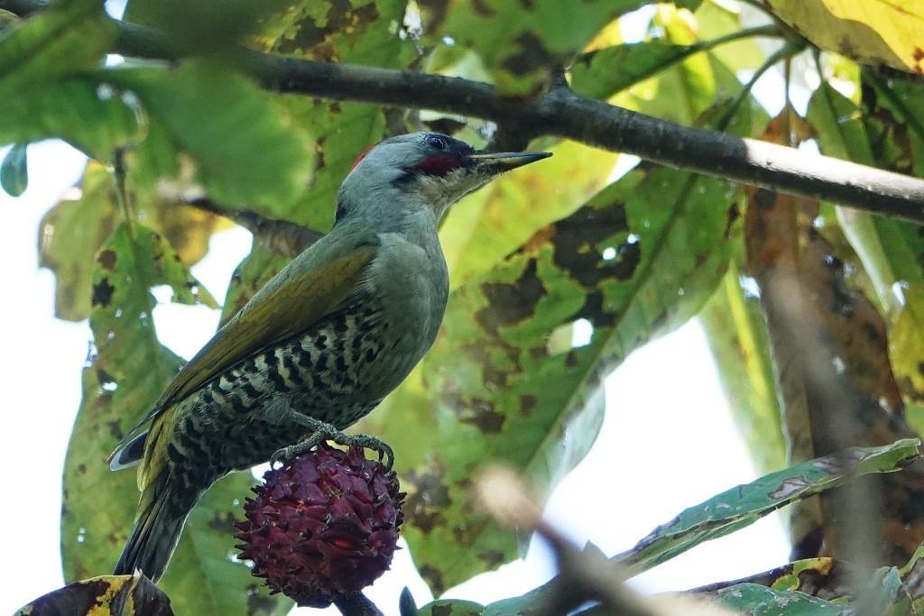 野鳥トレ　223　アオゲラ_b0227552_20071028.jpg