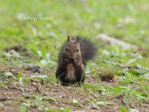 月寒公園　キンクロハジロがやってきた_b0186563_22274859.jpg