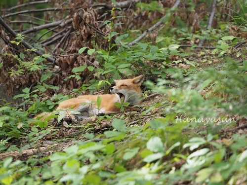 月寒公園　キンクロハジロがやってきた_b0186563_22280491.jpg