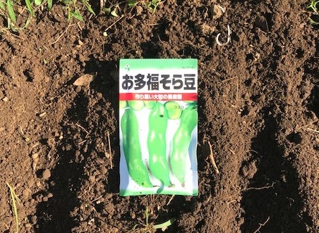 空豆、スナップエンドウ種蒔き、みきさん手伝う9・30_c0014967_10105166.jpg