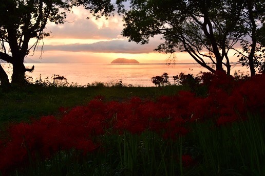 琵琶湖畔の彼岸花　　桂浜園地_c0303868_05241694.jpg