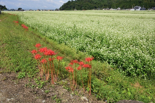 琵琶湖畔の彼岸花　　桂浜園地_c0303868_05365904.jpg