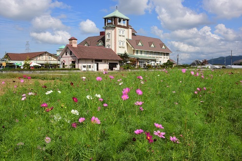 琵琶湖畔の彼岸花　　桂浜園地_c0303868_06255336.jpg