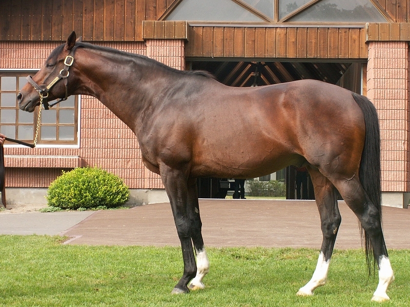 トウカイテイオー（05'牧場写真63） : 愛しのサラブレッド写真館