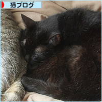 おばあちゃんの猫だんご_a0389088_17111621.jpg