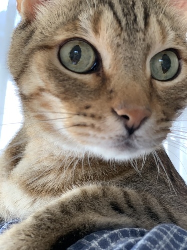 古いキルトから_e0358096_16575136.jpeg