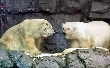 横浜 八景島シーパラダイスの苦闘の繁殖記録 チャンスを生かせなかったペア Polarbearology Conjectaneum 横浜 八景島シーパラダイスの苦闘の繁殖記録 チャンスを生かせなかったペア Polarbearology Conjectaneum