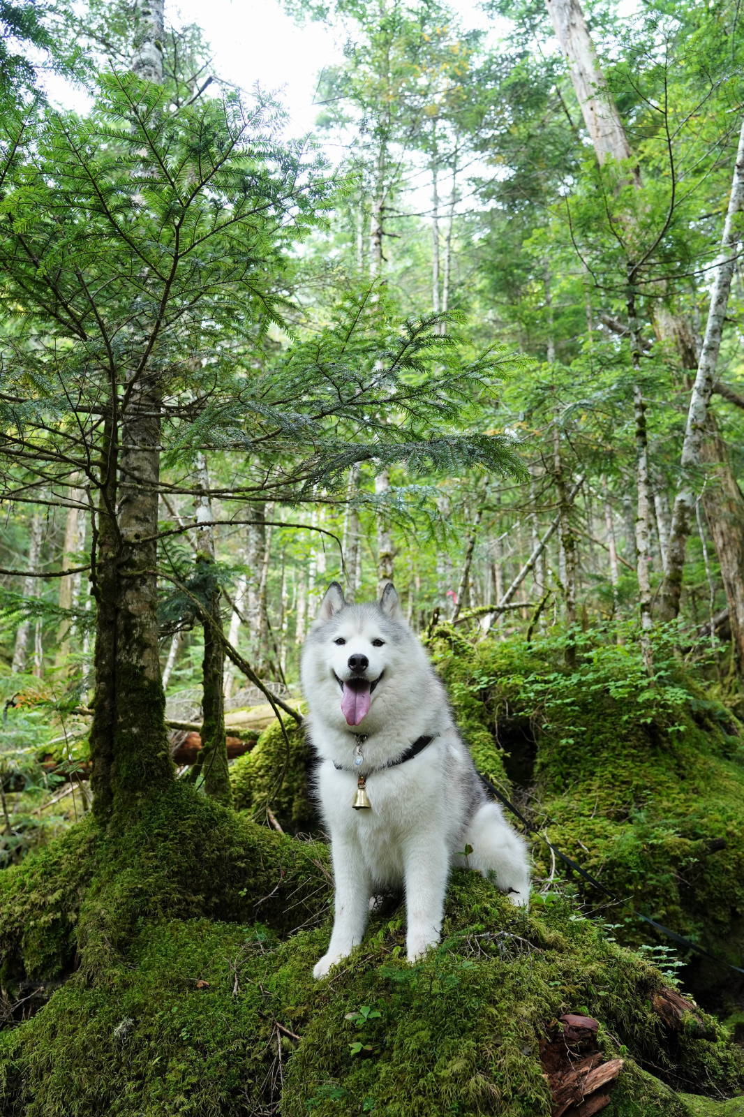 双子池をくるっとお山散歩_b0207615_15560193.jpg