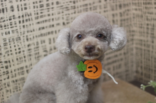 9月２８日にご来店のワンちゃんです！！_b0130018_09182206.jpg