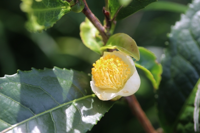稲武、茶葉受取りに_b0220318_08131011.jpg