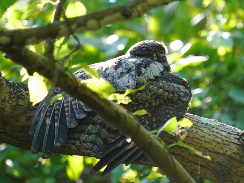 今年の夜鷹は起きていました Kms シエロの野鳥観察記録