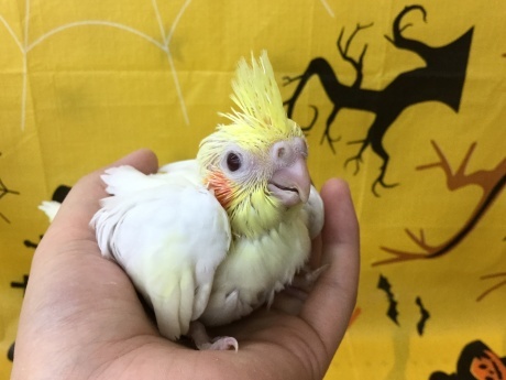 201002 インコ・モルモット・ハムスター_f0189122_15104524.jpeg