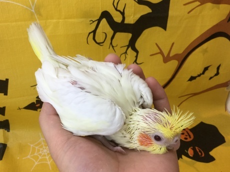 201002 インコ・モルモット・ハムスター_f0189122_15111344.jpeg