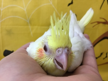 201002 インコ・モルモット・ハムスター_f0189122_15113676.jpeg