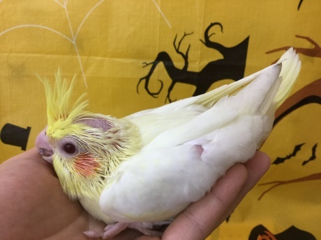201002 インコ・モルモット・ハムスター_f0189122_15115248.jpeg