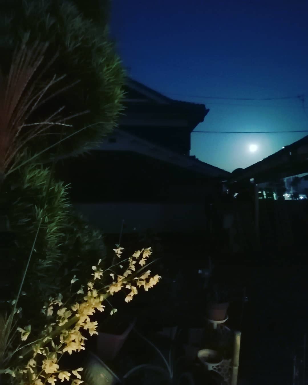 ぶどうのパフェ2020秋。_a0116538_14242264.jpg