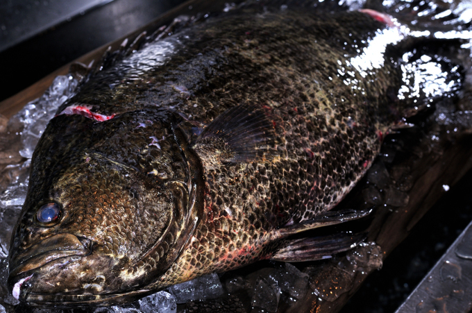 松鯛 マツダイ 古代魚みたいな姿 魚屋三代目日記