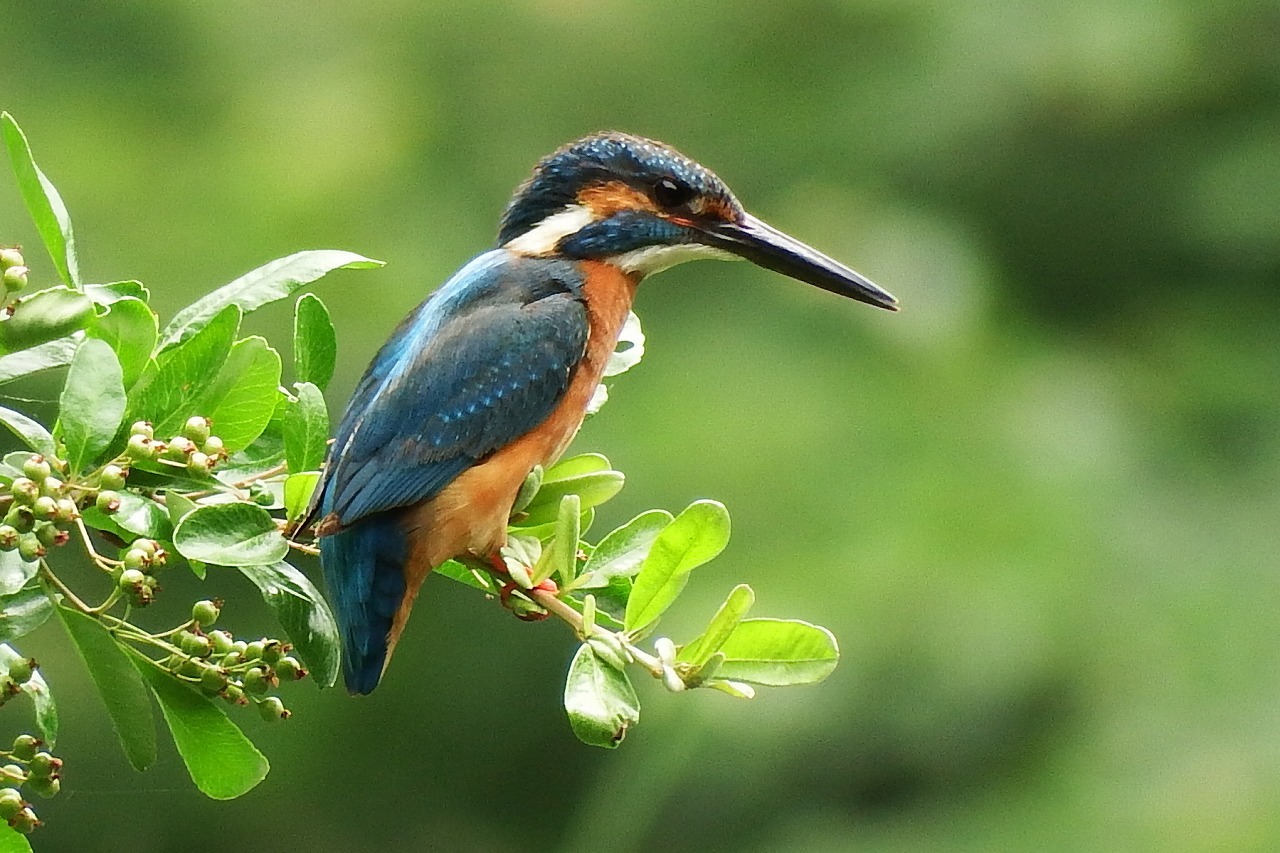 翡翠」はカワセミのオスとメス？ : 東京いきものブログ