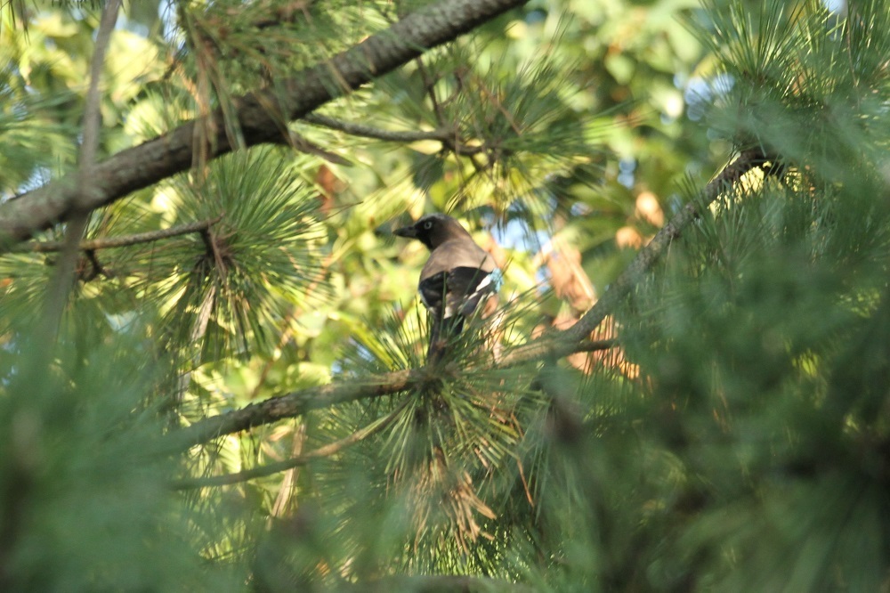 ★先週末の鳥類園(2020.9.26~27)+公園全域調査(10.2)_e0046474_19183106.jpg