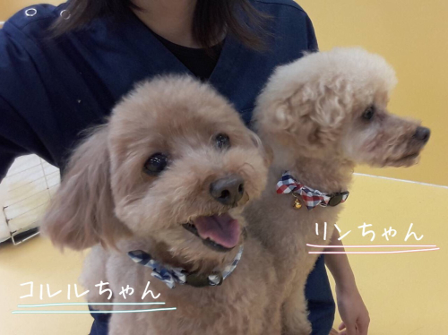 癒される〜☺️_f0357682_01042092.jpg