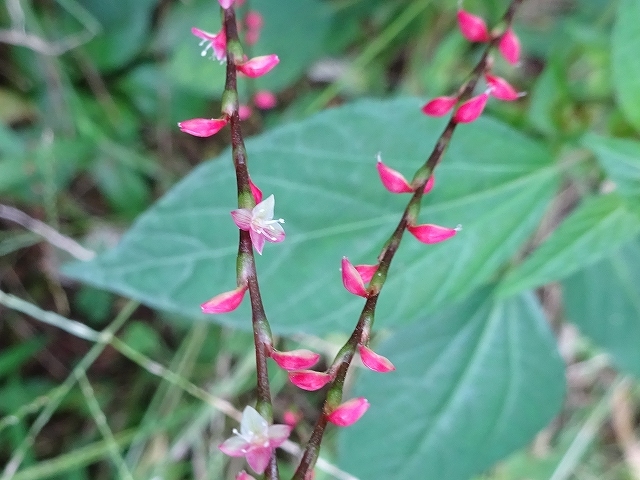 雑草の庭に咲く花（ヤブミョウガとギンミズヒキとハクサンフウロ）_d0088184_22232757.jpg