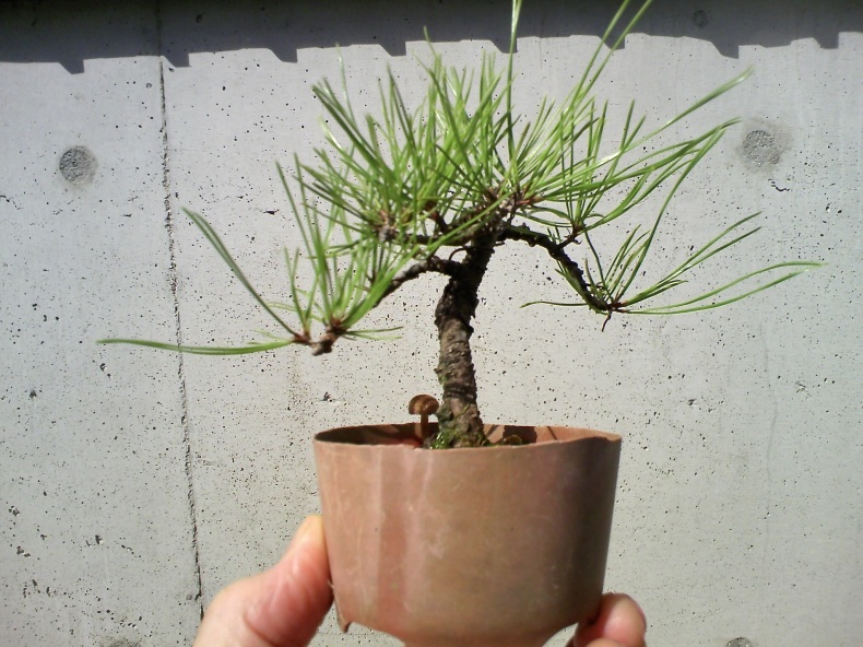赤松に松茸 のわけがないその二 盆栽便り 赤松に松茸 のわけがないその二 盆栽便り