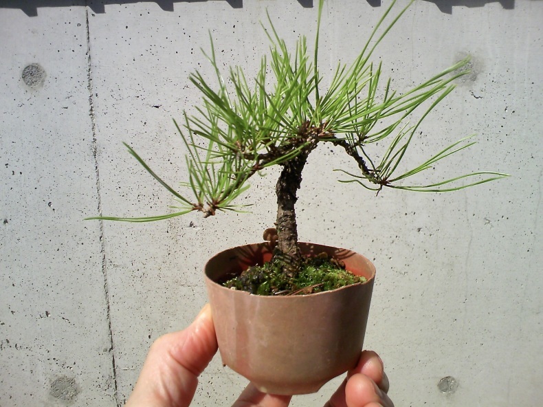 赤松に松茸 のわけがないその二 盆栽便り 赤松に松茸 のわけがないその二 盆栽便り