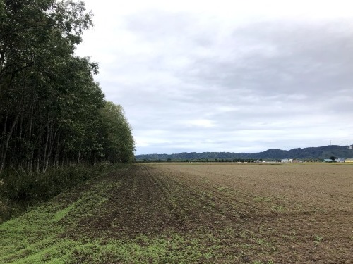 9月27日(日) 新篠津村防風林 列状間伐_c0173813_18420257.jpg