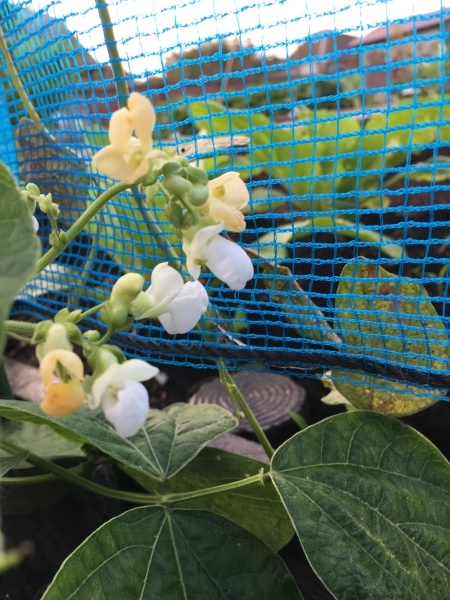 黄色いインゲンの花 野菜と季節のまんなかで