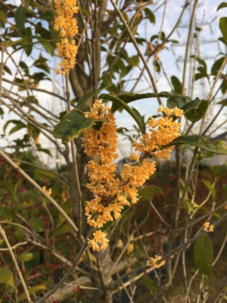 黄色いインゲンの花 野菜と季節のまんなかで